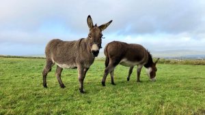 10 consejos para criar burros sanos y felices