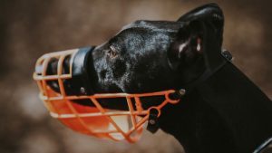 Cómo elegir el bozal adecuado para su perro: una guía completa