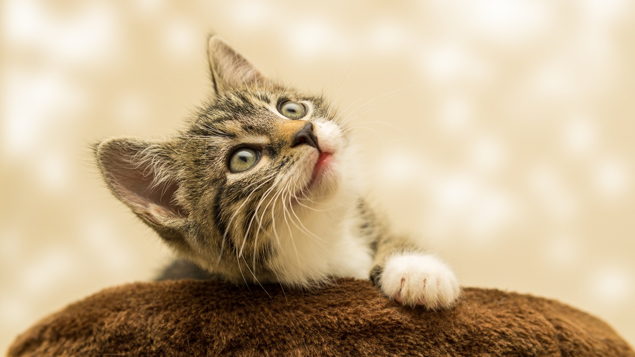Cómo enseñar a un gato | © Pixabay.com