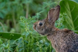 10 consejos para preparar un conejo al horno perfecto